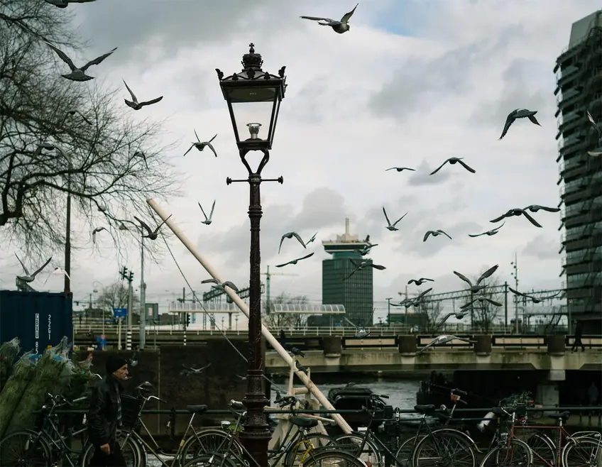 A scenic view of birds flying over a canal bridge in Amsterdam, capturing urban tranquility.